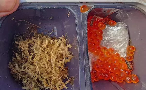 「解禁直後の長良川渓流釣りでヒレピンアマゴ連発！【岐阜】20cm級頭にツ抜け達成」の画像