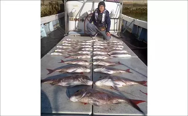 「「船中50尾超えの大漁釣果も！」タイラバで良型マダイが続々【沖釣り最新情報・福岡】」の画像