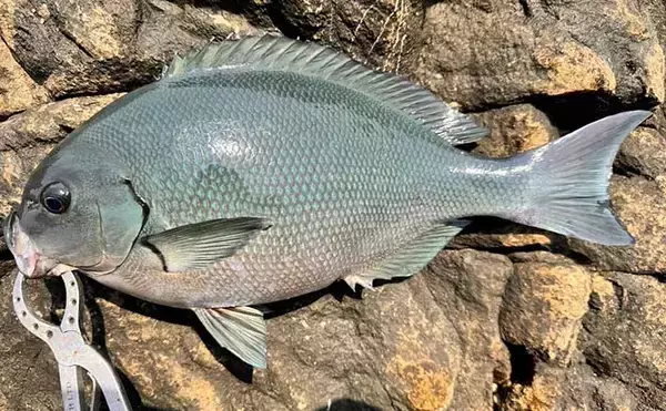 沖磯フカセ釣りで43cm筆頭に良型グレがポツポツ【和歌山】好ゲストにイサキも登場