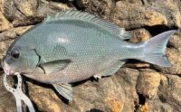 沖磯フカセ釣りで43cm筆頭に良型グレがポツポツ【和歌山】好ゲストにイサキも登場