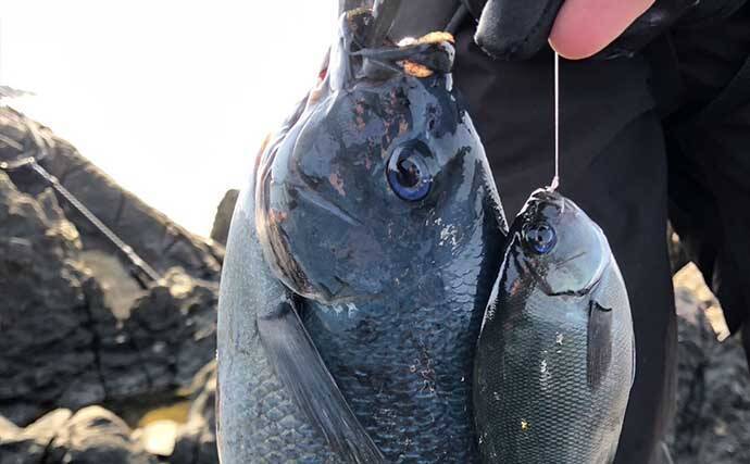 沖磯フカセ釣りで43cm筆頭に良型グレがポツポツ【和歌山】好ゲストにイサキも登場