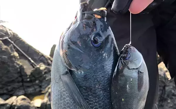 「沖磯フカセ釣りで43cm筆頭に良型グレがポツポツ【和歌山】好ゲストにイサキも登場」の画像