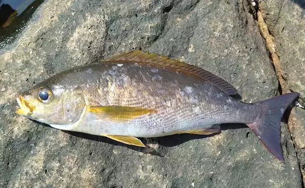 「沖磯フカセ釣りで43cm筆頭に良型グレがポツポツ【和歌山】好ゲストにイサキも登場」の画像