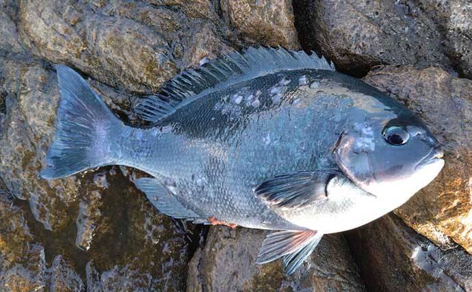 沖磯フカセ釣りで43cm筆頭に良型グレがポツポツ【和歌山】好ゲストにイサキも登場