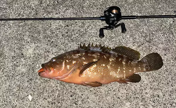 「50cm「ランカー」キジハタをついにキャッチ！【岡山】ボトム特化ワームで攻略」の画像