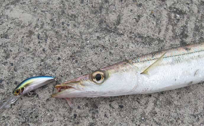 陸っぱりルアーカマス釣りのススメ 【シーズン・時合い・タックル・ルアー・誘い方を解説】
