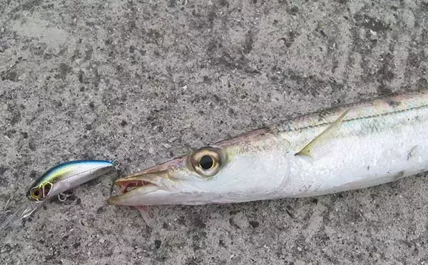 「陸っぱりルアーカマス釣りのススメ 【シーズン・時合い・タックル・ルアー・誘い方を解説】」の画像