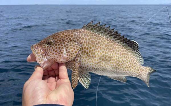 オオモンハタゲーム 中級解説 レンジ攻略はワーム形状が鍵を握る 22年6月17日 エキサイトニュース オオモンハタゲーム 中級解説 レンジ攻略はワーム形状が鍵を握る 22年6月17日 エキサイトニュース