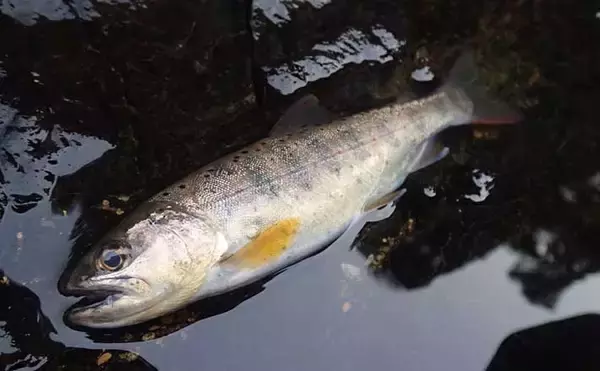 奈良・中原川で渓流ルアー釣りでアマゴ7匹　濁りで警戒心薄れて連発も