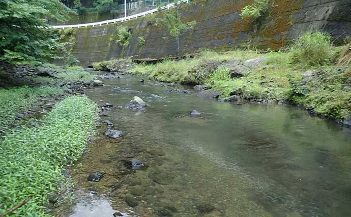 奈良・中原川で渓流ルアー釣りでアマゴ7匹　濁りで警戒心薄れて連発も