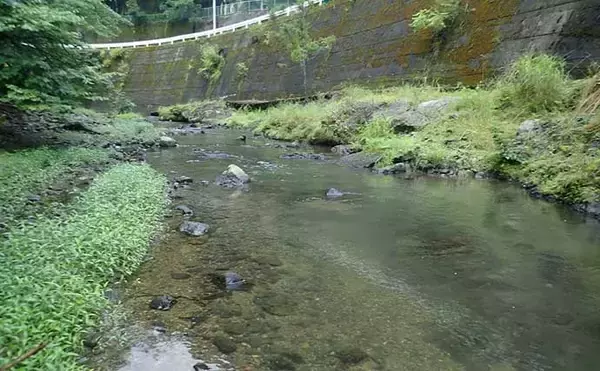 「奈良・中原川で渓流ルアー釣りでアマゴ7匹　濁りで警戒心薄れて連発も」の画像