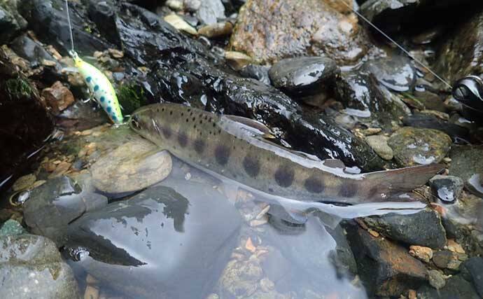 奈良・中原川で渓流ルアー釣りでアマゴ7匹　濁りで警戒心薄れて連発も
