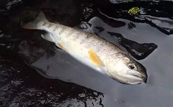 「奈良・中原川で渓流ルアー釣りでアマゴ7匹　濁りで警戒心薄れて連発も」の画像
