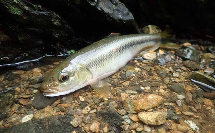 奈良・中原川で渓流ルアー釣りでアマゴ7匹　濁りで警戒心薄れて連発も