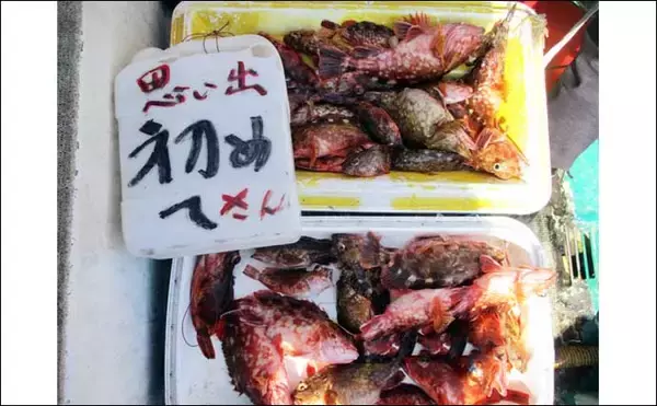 「カサゴ船で25cm頭にトップ23匹【愛知・まとばや】水深50mの深場で連発」の画像