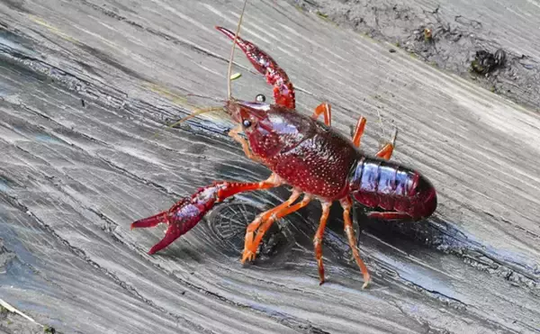 「ザリガニとミドリガメが特定外来生物に　食べて駆除するならザリガニがオススメ？」の画像