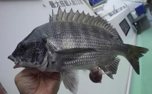 「東京湾LTアジ釣りでマアジ113匹手中【千葉・こなや丸】好ゲストにクロダイ登場」の画像