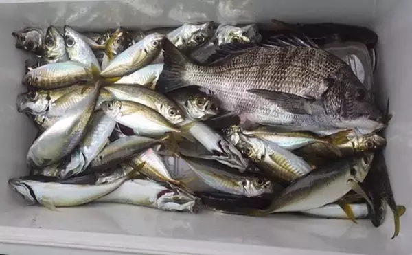 「東京湾LTアジ釣りでマアジ113匹手中【千葉・こなや丸】好ゲストにクロダイ登場」の画像