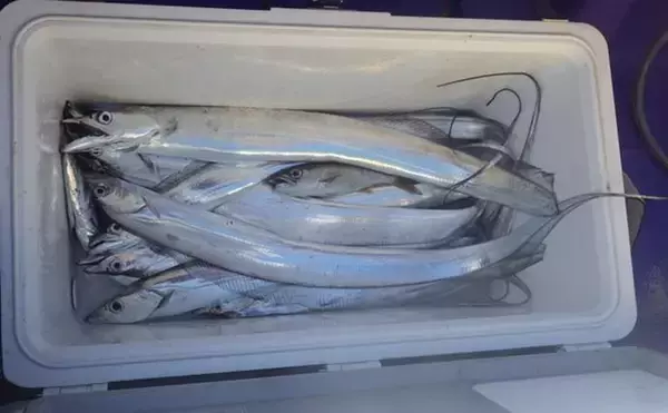 東京湾の天秤タチウオ釣りで16匹【川崎・つり幸】 細かなシャクリに好反応