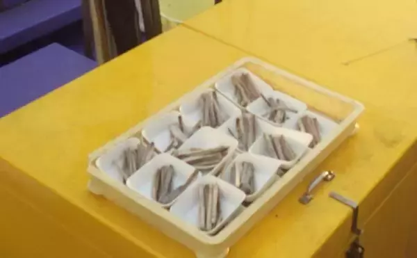 「東京湾の天秤タチウオ釣りで16匹【川崎・つり幸】 細かなシャクリに好反応」の画像