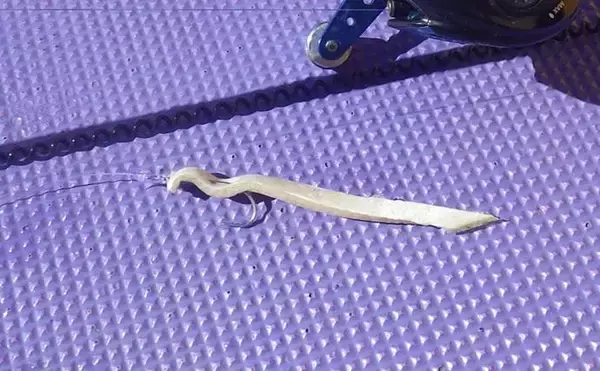 「東京湾の天秤タチウオ釣りで16匹【川崎・つり幸】 細かなシャクリに好反応」の画像