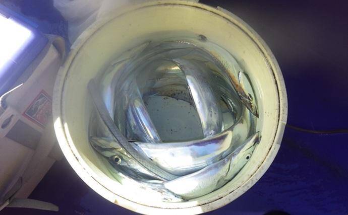 東京湾の天秤タチウオ釣りで16匹【川崎・つり幸】 細かなシャクリに好反応