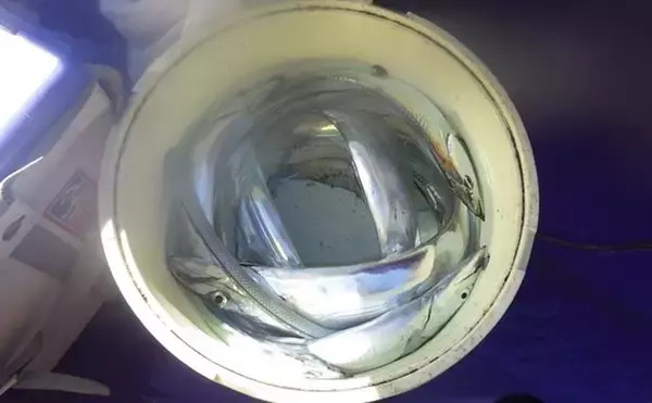 「東京湾の天秤タチウオ釣りで16匹【川崎・つり幸】 細かなシャクリに好反応」の画像