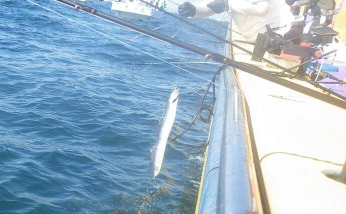 東京湾の天秤タチウオ釣りで16匹【川崎・つり幸】 細かなシャクリに好反応