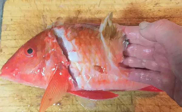 「釣魚で作る「刺身アレンジ」レシピ：オジサンのオイル漬け　冷蔵庫で10日前後」の画像