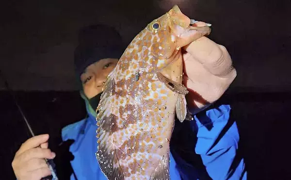 ライトゲームでアコウ5尾キャッチ【福岡・新宮港】メバル不発も根魚が好反応