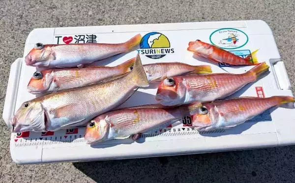 沼津沖のアマダイ釣りでシロ＆アカアマダイ両本命とご対面！【静岡】