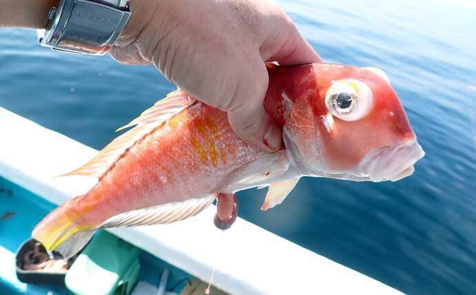 沼津沖のアマダイ釣りでシロ＆アカアマダイ両本命とご対面！【静岡】