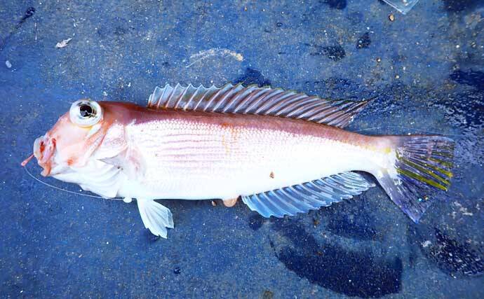 沼津沖のアマダイ釣りでシロ＆アカアマダイ両本命とご対面！【静岡】