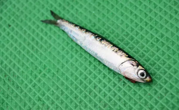 ペルーでアンチョビが高騰すると日本でブリやマダイの値段が上がるワケ