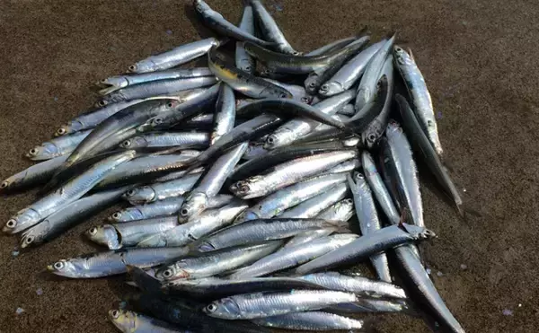 「ペルーでアンチョビが高騰すると日本でブリやマダイの値段が上がるワケ」の画像