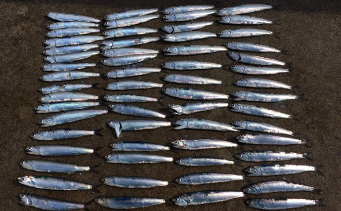 ペルーでアンチョビが高騰すると日本でブリやマダイの値段が上がるワケ