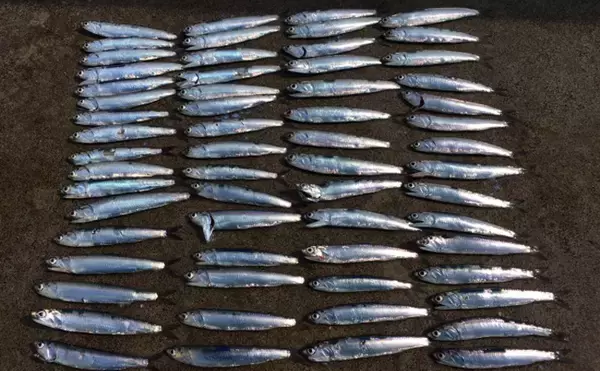 「ペルーでアンチョビが高騰すると日本でブリやマダイの値段が上がるワケ」の画像