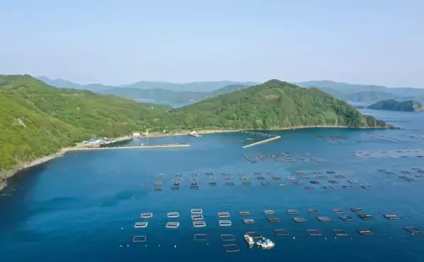 「ペルーでアンチョビが高騰すると日本でブリやマダイの値段が上がるワケ」の画像