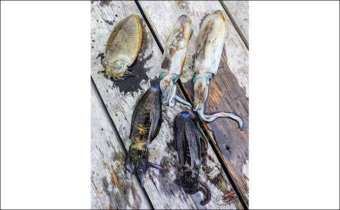 「青物猛攻を制す！」迫間浦の筏エギング懇親会でコウイカ520gを釣り上げて優勝【三重】