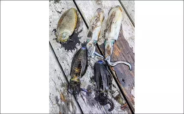 「「青物猛攻を制す！」迫間浦の筏エギング懇親会でコウイカ520gを釣り上げて優勝【三重】」の画像