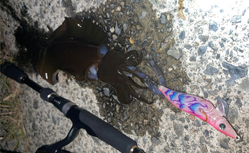 「意外な場所にチャンスあり!」陸っぱりエギング釣行で秋アオリイカと対面成功【島根】