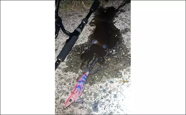 「「意外な場所にチャンスあり！」陸っぱりエギング釣行で秋アオリイカと対面成功【島根】」の画像