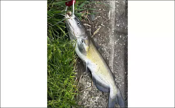 「ファミリーフィッシングで手軽に大物釣りたいなら【アメリカナマズ釣りで決まり！】」の画像