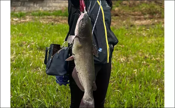 「ファミリーフィッシングで手軽に大物釣りたいなら【アメリカナマズ釣りで決まり！】」の画像