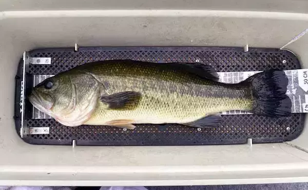 「魚探トラブルを克服！」ネコリグを使って47cm良型バスをキャッチ【三重・比奈知ダム】