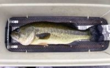 「魚探トラブルを克服！」ネコリグを使って47cm良型バスをキャッチ【三重・比奈知ダム】