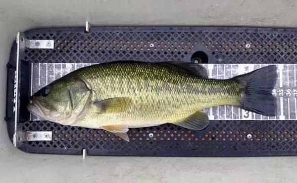 「「魚探トラブルを克服！」ネコリグを使って47cm良型バスをキャッチ【三重・比奈知ダム】」の画像