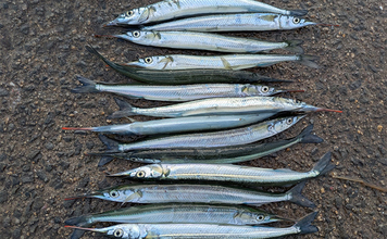 泉大津エリアのサヨリ釣りで14匹確保！【大阪】渋い時間帯はライトソルトゲームでサバ連発