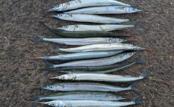 泉大津エリアのサヨリ釣りで14匹確保！【大阪】渋い時間帯はライトソルトゲームでサバ連発