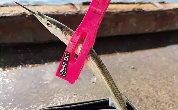 「泉大津エリアのサヨリ釣りで14匹確保！【大阪】渋い時間帯はライトソルトゲームでサバ連発」の画像